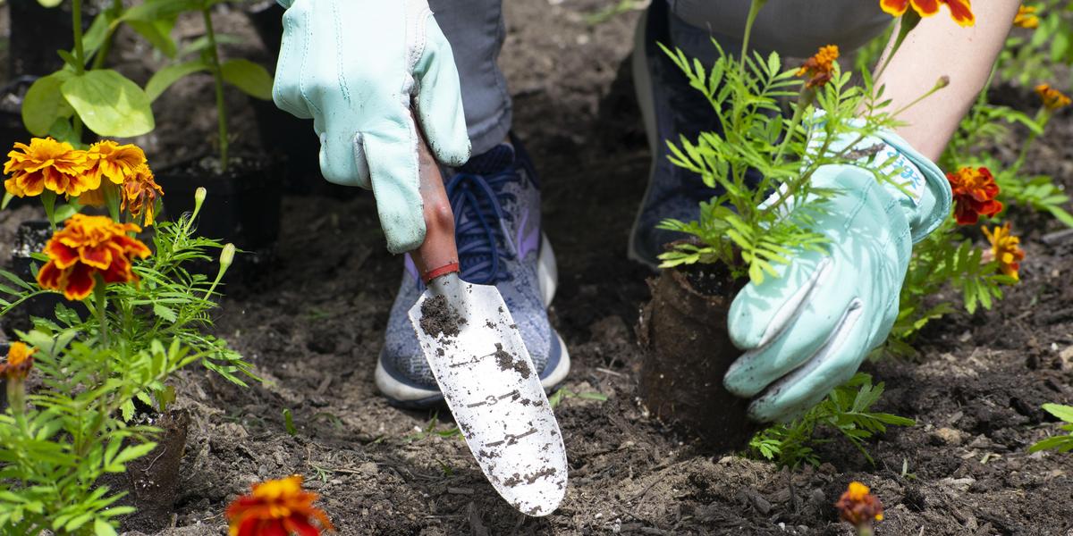 Close up of a pair of hands holding a trowel and planting a seedling.