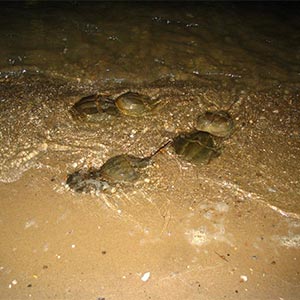 horseshoe crabs in the water